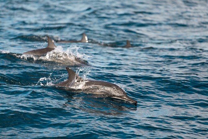 Lovina Dolphin Watching, Snorkeling and Waterfall Tour in Bali - Tour Highlights