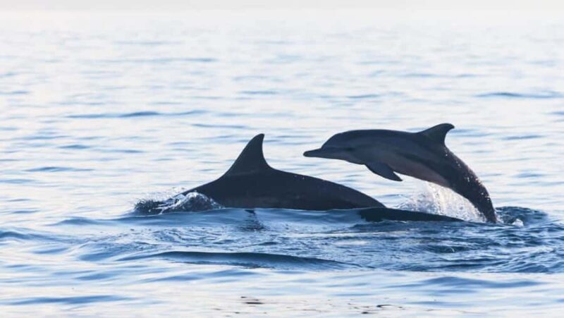 Lovina: Dolphin Watching Snorkeling Tour And Ocean Swing - Good To Know