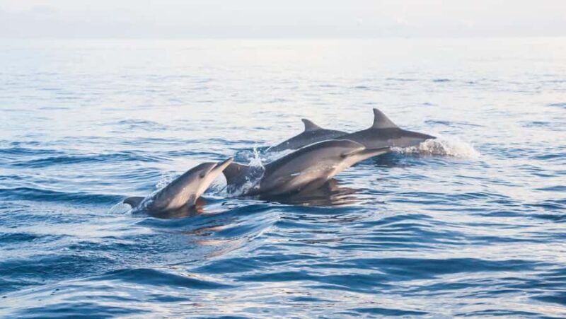 Lovina: Dolphin Watching Snorkeling Tour And Ocean Swing - Final Thoughts