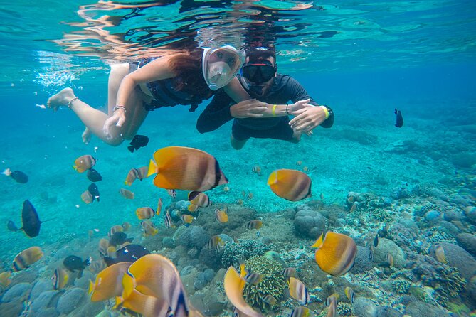Lovina Dolphin Watching, Swimming, and Snorkeling Experience - The Sum Up