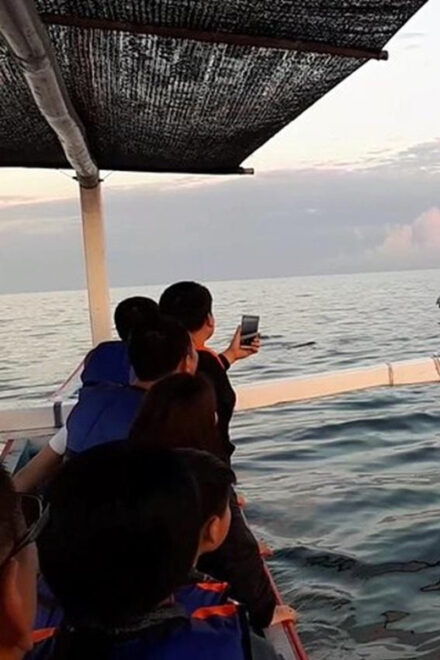 Lovina Dolphin Watching + Swimming With Dolphin Private Tour - Experience Highlights