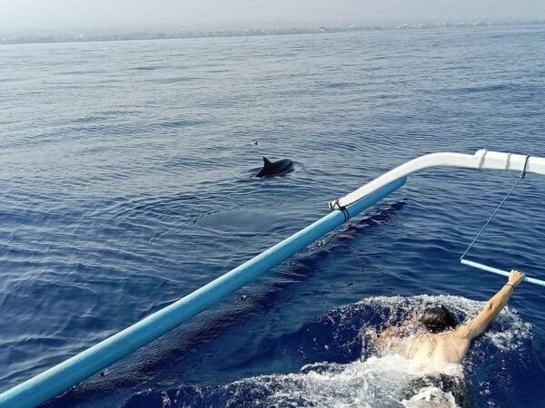 Lovina Dolphin Watching + Swimming With Dolphin Private Tour - What to Expect