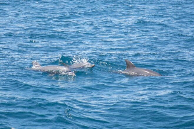 Lovina Dolphins: 2-Day Tour of Northern Bali With Spa - Highlighted Experiences