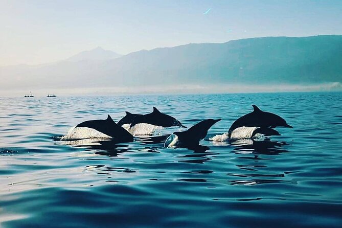 Lovina Dolphins Watching, Git Git Waterfall and Ulun Danu Tour - Pickup and Logistics