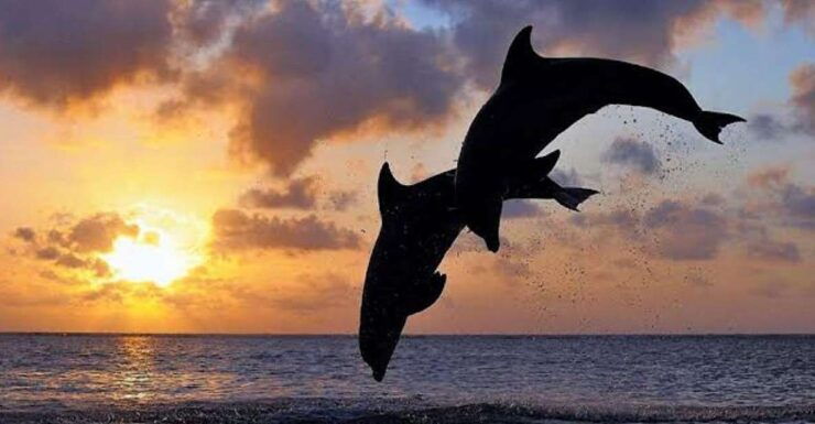 Lovina/Munduk: Dolphin,Snorkeling & Waterfall Fun Activities - Booking Details