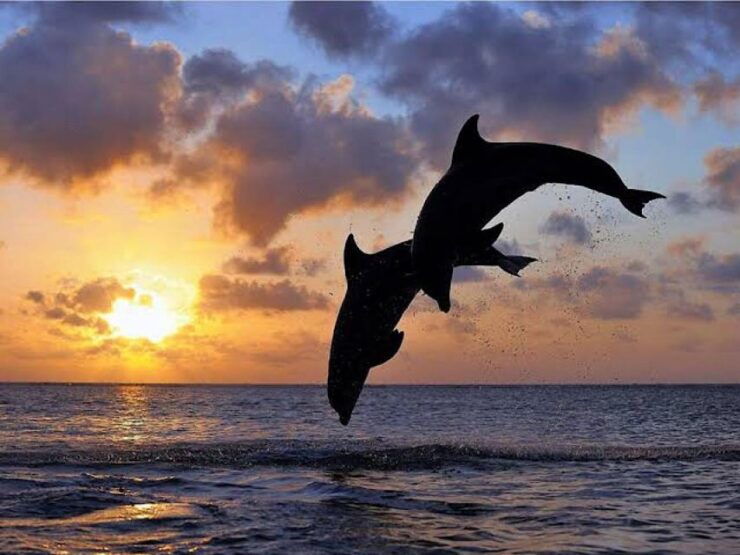 Lovina/Munduk: Snorkeling,Dolphin & Waterfall Fun Activities - Activity Details