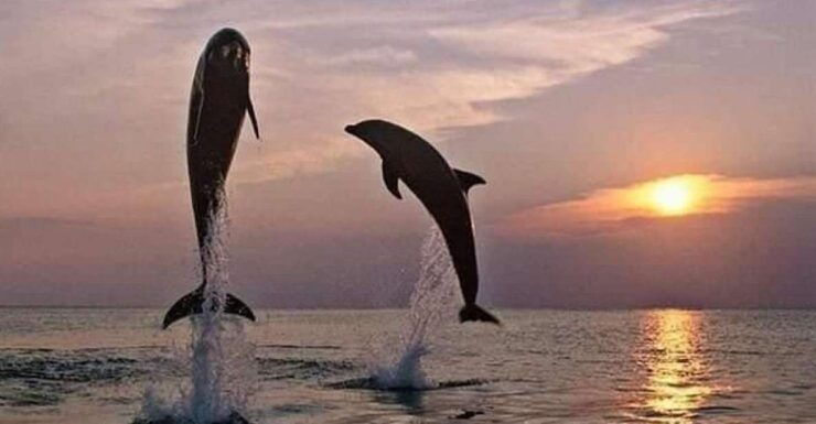 Lovina : Natural Holy Hot Spring & Sunrise Dolphins Tour - Activity Details