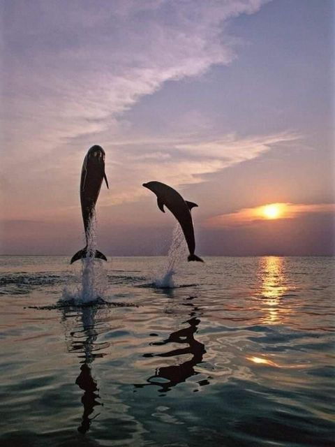 Lovina : Natural Holy Hot Spring & Sunrise Dolphins Tour - Tour Itinerary