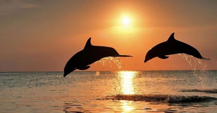Lovina Sunrise and Dolphin With Swim and Snorkeling - Pricing and Booking Information