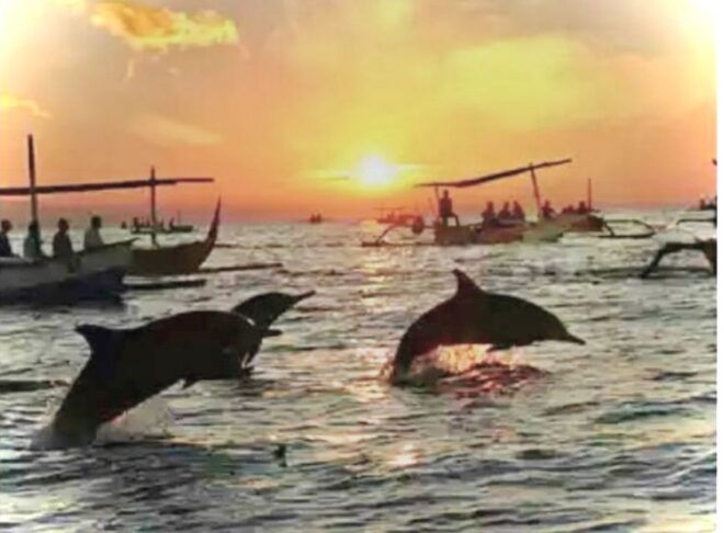 Lovina Sunrise and Dolphin With Swim and Snorkeling - Activity Duration and Timing