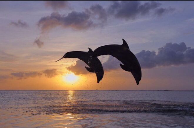 Lovina : Sunrise Dolphin Tour Snorkeling, Waterfall & Temple - Full Tour Description