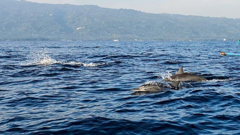 Lovina Sunrise Dolphins & Munduk Cooking Experience - FAQ