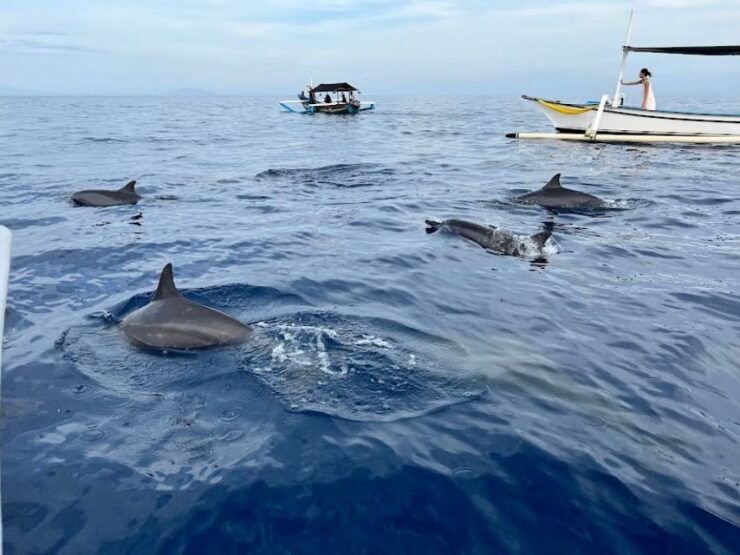 Lovina: Sunrise or Daytime Dolphin Watching and Swim Tour - Activity Details