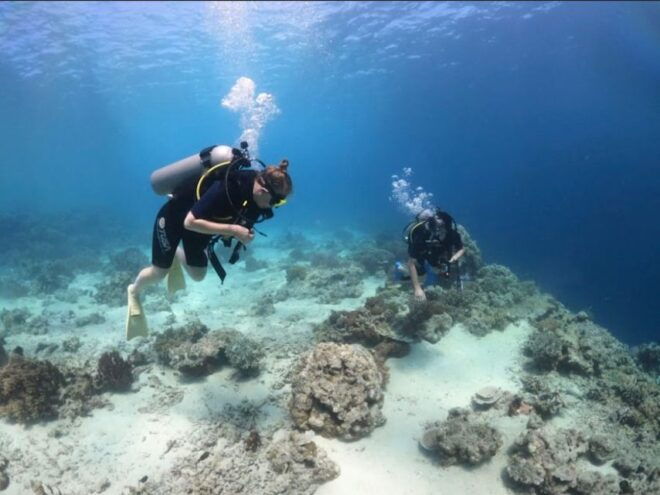 Lovina: Sunrise or Daytime Dolphin Watching and Swim Tour - Full Description