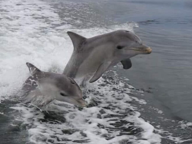 Lovina: Sunrise or Daytime Dolphin Watching and Swim Tour - Customer Reviews