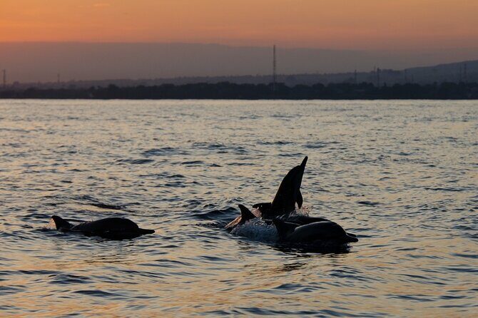 Lovina Watching Swimming with Dolphins and Snorkeling - What to Expect from the Lovina Dolphin and Snorkeling Tour