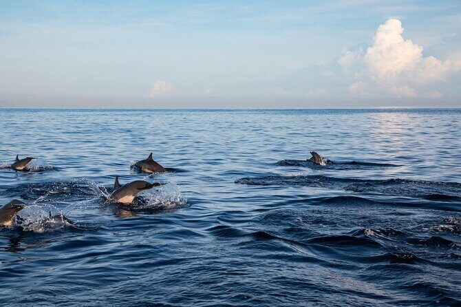 Lovina Watching Swimming with Dolphins and Snorkeling - Snorkeling in Bali’s Vibrant Reefs