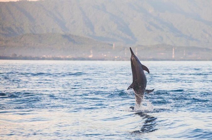 Lovina Watching Swimming with Dolphins and Snorkeling - Tour Options and Customization