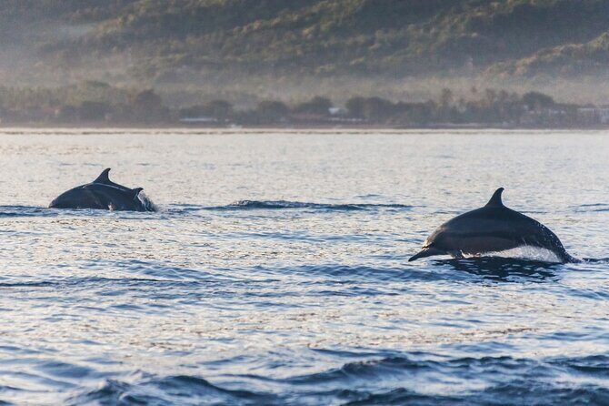 Lovina Watching Swimming with Dolphins and Snorkeling - Who Is This Tour Best For?