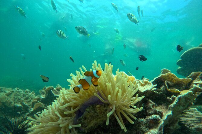 Low Season Lipe Island Snorkeling Adventure (June-Oct) - Authentic Insights from Reviewers