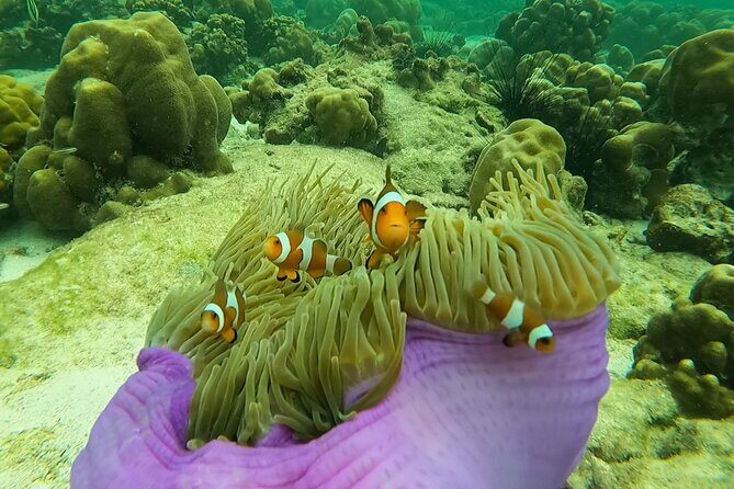 Low Season Lipe Island Snorkeling Adventure (June-Oct) - Exploring the Low Season Lipe Island Snorkeling Adventure: An Honest Review