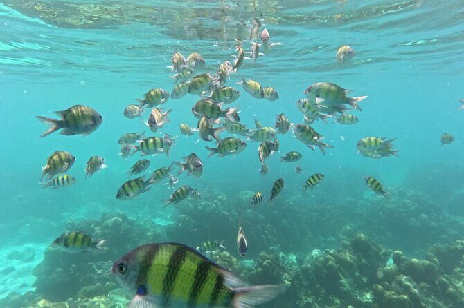 Low Season Lipe Island Snorkeling Adventure (June-Oct) - What to Expect on the Day