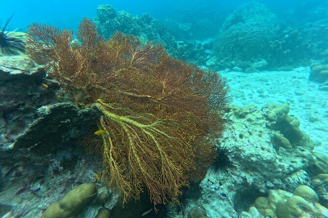 Low Season Lipe Island Snorkeling Adventure (June-Oct) - Practical Tips & Considerations