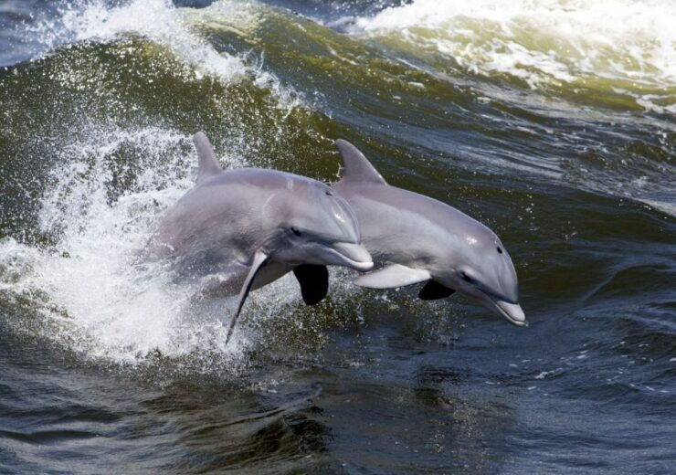 Lowcountry Lunch Buffet Cruise - Experience Highlights