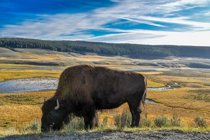 Lower Loop Yellowstone - Hydrothermal & Wildlife - Reviews and Ratings