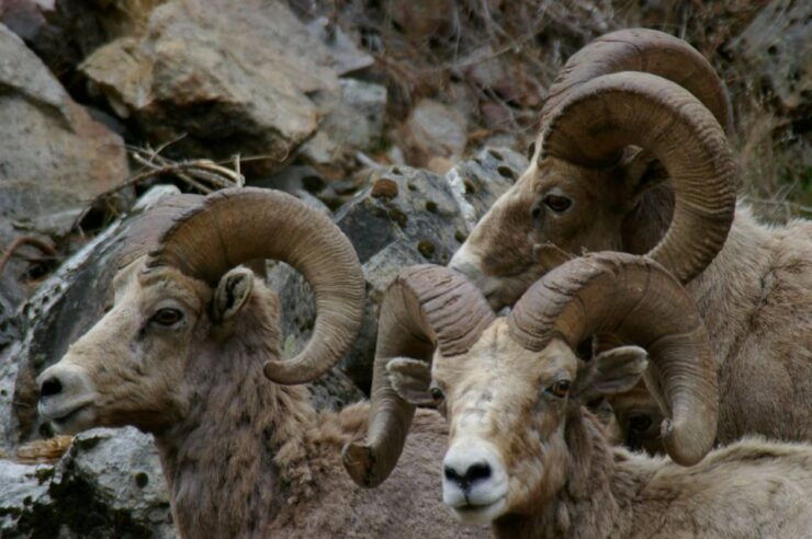 Lower Salmon Canyons Rafting - Experience Highlights