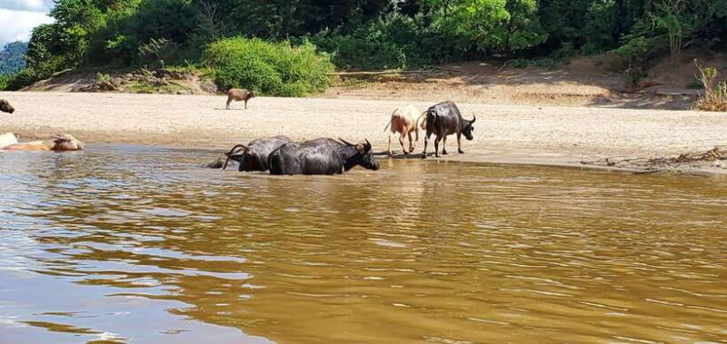 Luang Prabang: 3 Days Ethnic Forest Living - Mekong - Why This Tour Is a Fantastic Choice