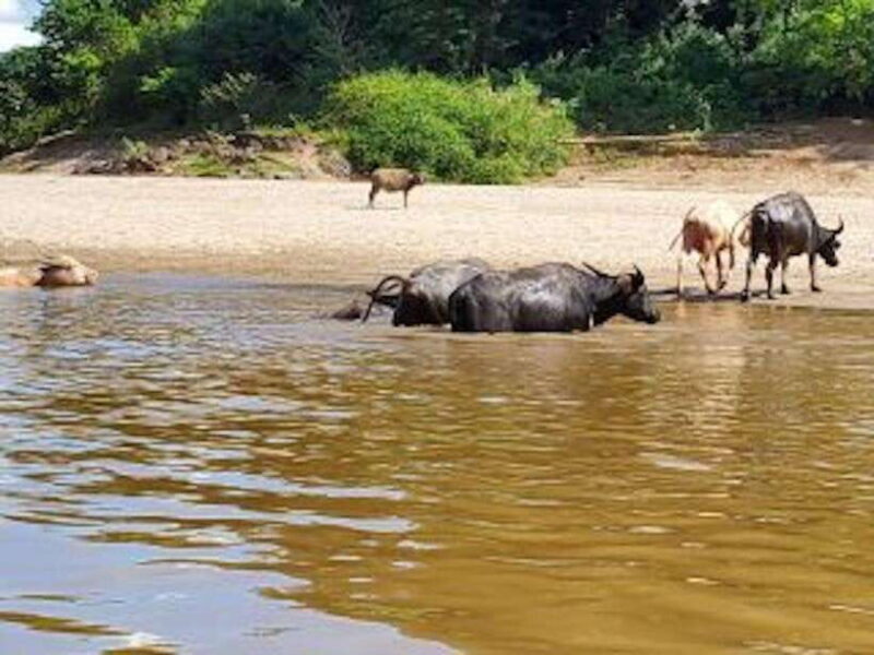 Luang Prabang: 3 Days Ethnic Forest Living - Mekong - Exploring the Itinerary in Detail
