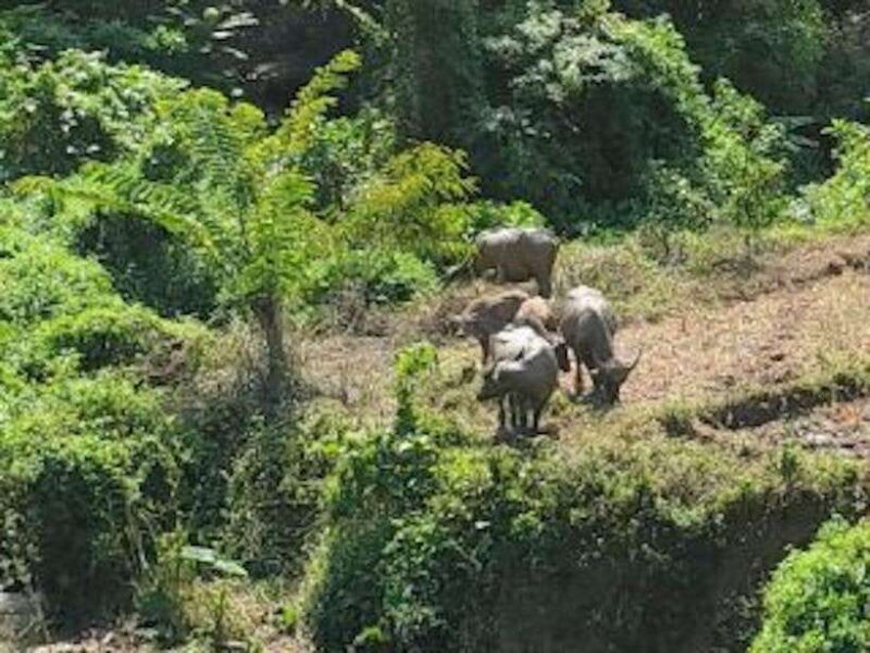 Luang Prabang: 3 Days Ethnic Forest Living - Mekong - Who Would Love This Tour?