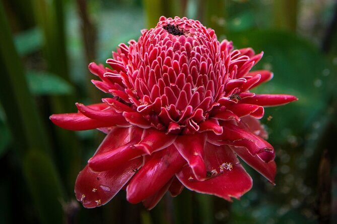 Luang Prabang Alms Giving and Kuang Si Waterfall Private Tour - FAQ