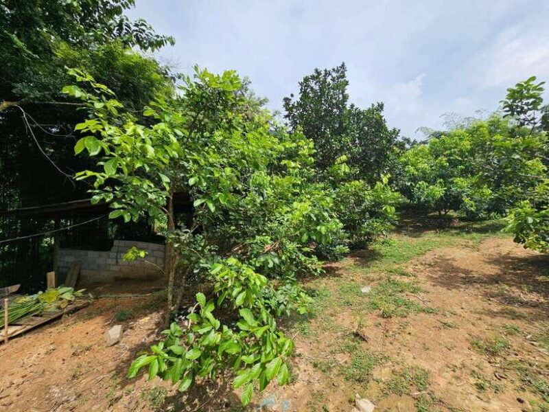 Luang Prabang: Authentic Lao Village & Farm Experience Day - Exploring the Village