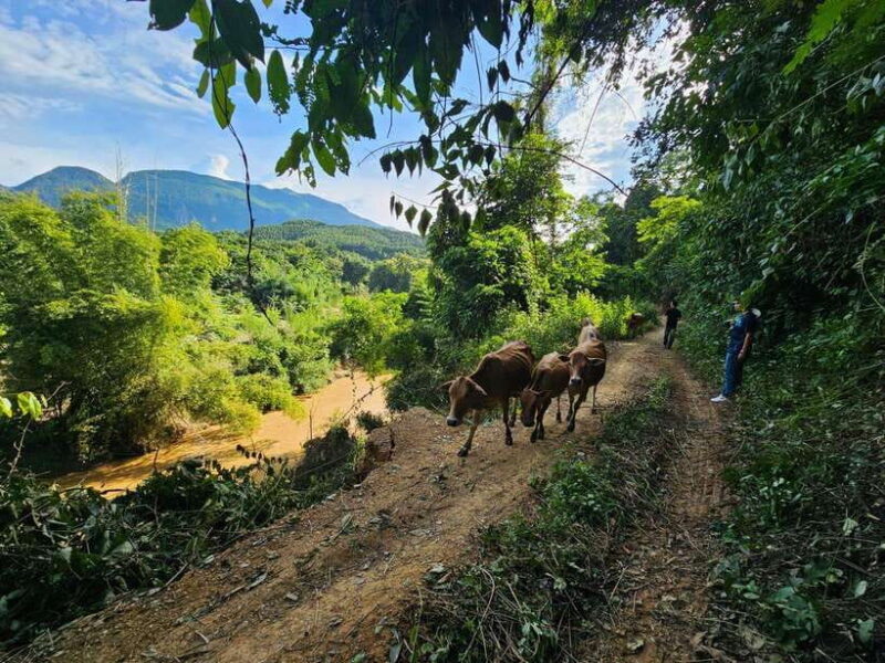 Luang Prabang: Authentic Lao Village & Farm Experience Day - Good To Know