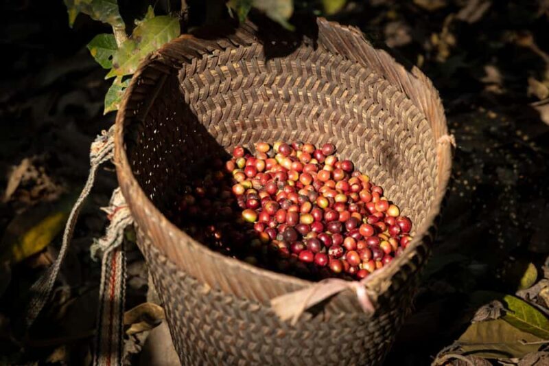 Luang Prabang: Coffee Farm Tour with Roasting & Workshop - Exploring the Coffee Farm Tour in Luang Prabang: An In-Depth Look
