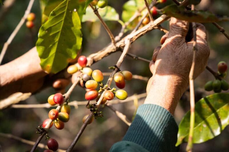 Luang Prabang: Coffee Farm Tour with Roasting & Workshop - Pricing and Value Analysis