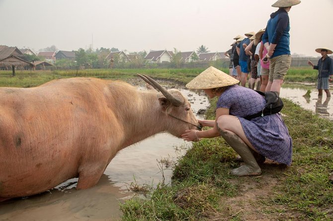 Luang Prabang: Community Farm Rice Field Experience - The Community Farm Rice Field Experience: An Authentic Cultural Encounter