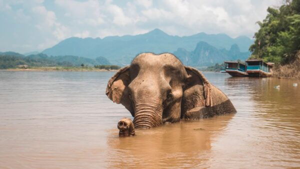Luang Prabang: Cruise to Pak Ou Caves & Kuang Si Waterfalls - The Sum Up