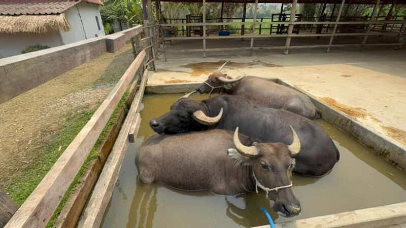 Luang Prabang: Farm Tour and Buffalo Buffet Adventure - Who Should Consider This Tour?