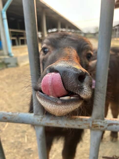 Luang Prabang: Farm Tour and Buffalo Buffet Adventure - FAQs