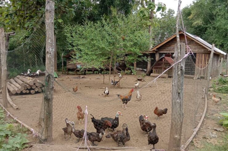 Luang Prabang: Organic Farm Experience & Hike to Kuang Si - Experience Highlights