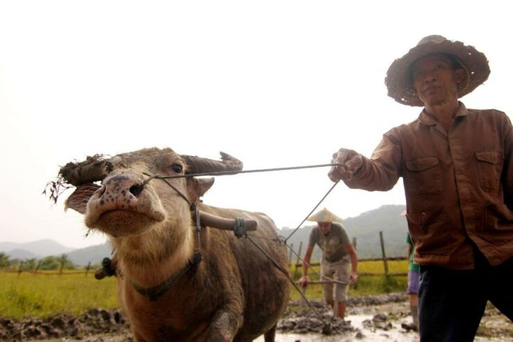 Luang Prabang: Rice Farm and Kuang Si Waterfall Tour - Activity Details