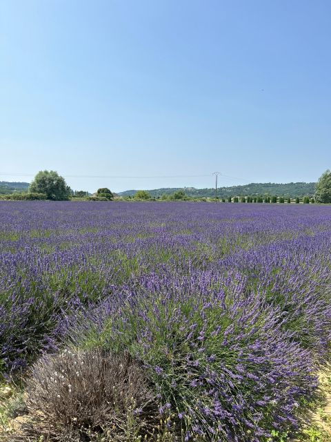 Luberon & Lavender Fields Tour - Highlights