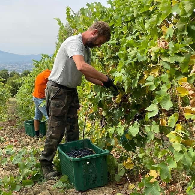 Lucca: Azienda Agricola San Pietro Winery Tour with Tasting - An In-Depth Look at the Winery Tour