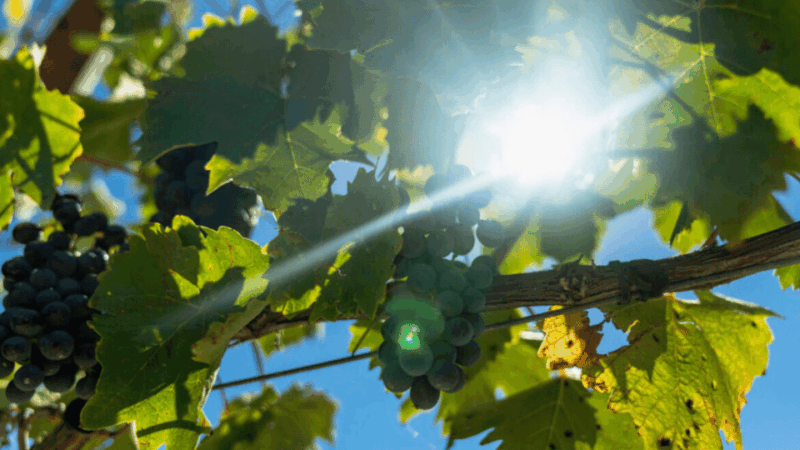 LUCCA: EBIKE TOUR WITH LUNCH AND WINE TASTING - The Experience Guides and Support