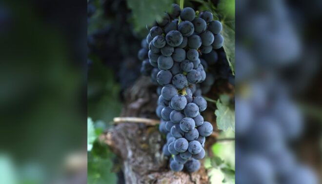 Lucca: Guided Winery Tour With Wine Tasting - Customer Reviews