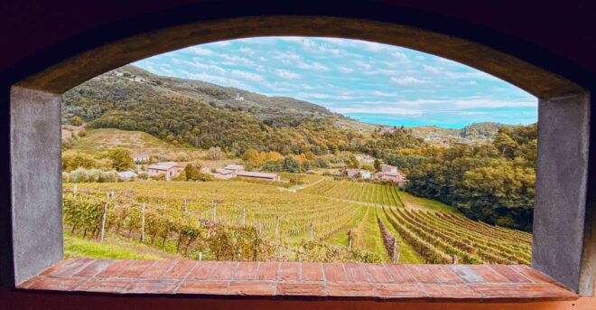 Lucca: Guided Winery Tour With Wine Tasting - Reservation and Payment