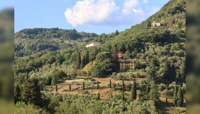 Lucca: Guided Winery Tour With Wine Tasting - Product Details